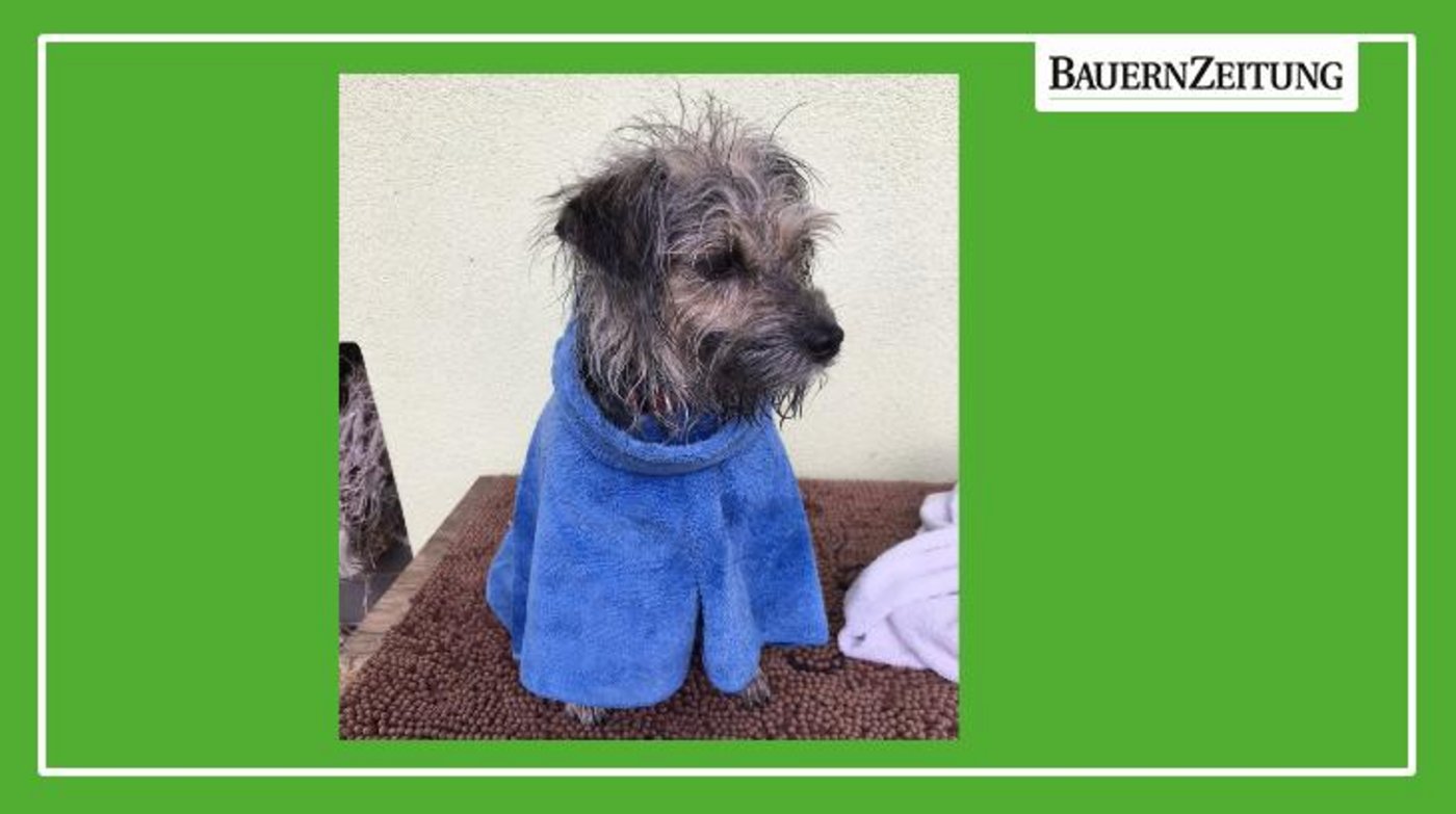 Nass vom Spaziergang wartet Gwen im Bademantel darauf, getrocknet zu werden. Am liebsten mit Föhn. (Bild jsc)