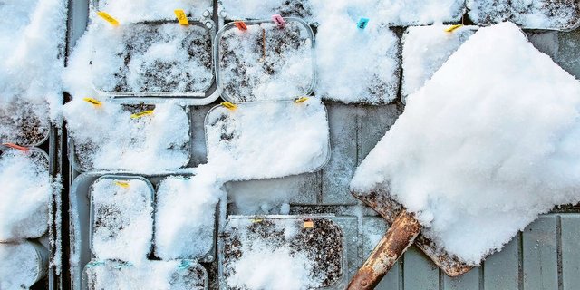 Auch bei Schnee kann man säen, wenn auch nicht alle Pflanzen. Doch eine ganze Reihe von Gewächsen profitiert vom Kaltanbau.