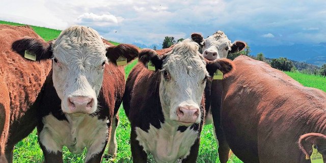 Die bedarfsgerechte Produktion sei eine der grössten Herausforderungen der IG Bio Weide-Beef, berichtet das FiBL.