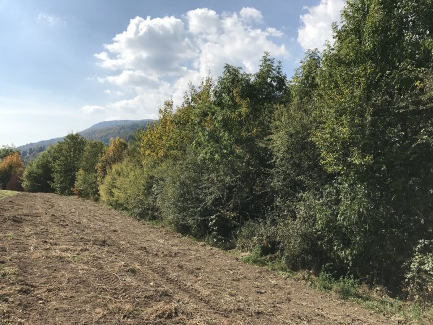 Der neue Verein wird mit einem Heckentag die Biodiversität fördern. (Bild lid/jr)