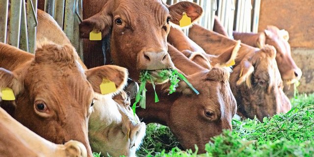 Wichtiger als das Fütterungssystem ist die konsequente Umsetzung. An der Liebegg gab es Tipps zur Optimierung.