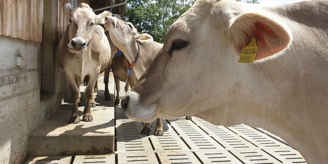 In der BOM setze man auf Verhandlung statt Kampf, um Lösungen zu finden, schreibt die Branchenorganisation. (Bild lid)