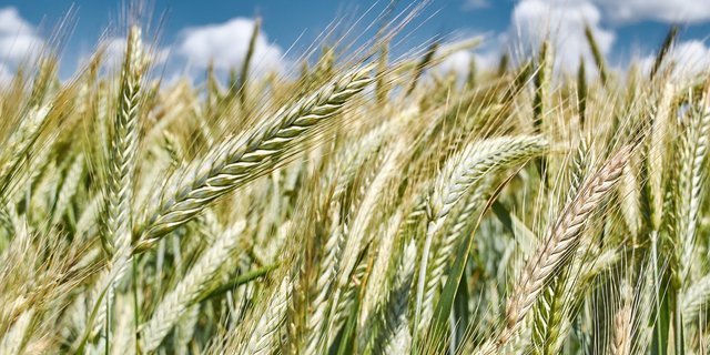 Der Überschuss an Brotgetreide soll nun deklassiert werden. (Bild Giedrius Naudžiūnas/pixabay)