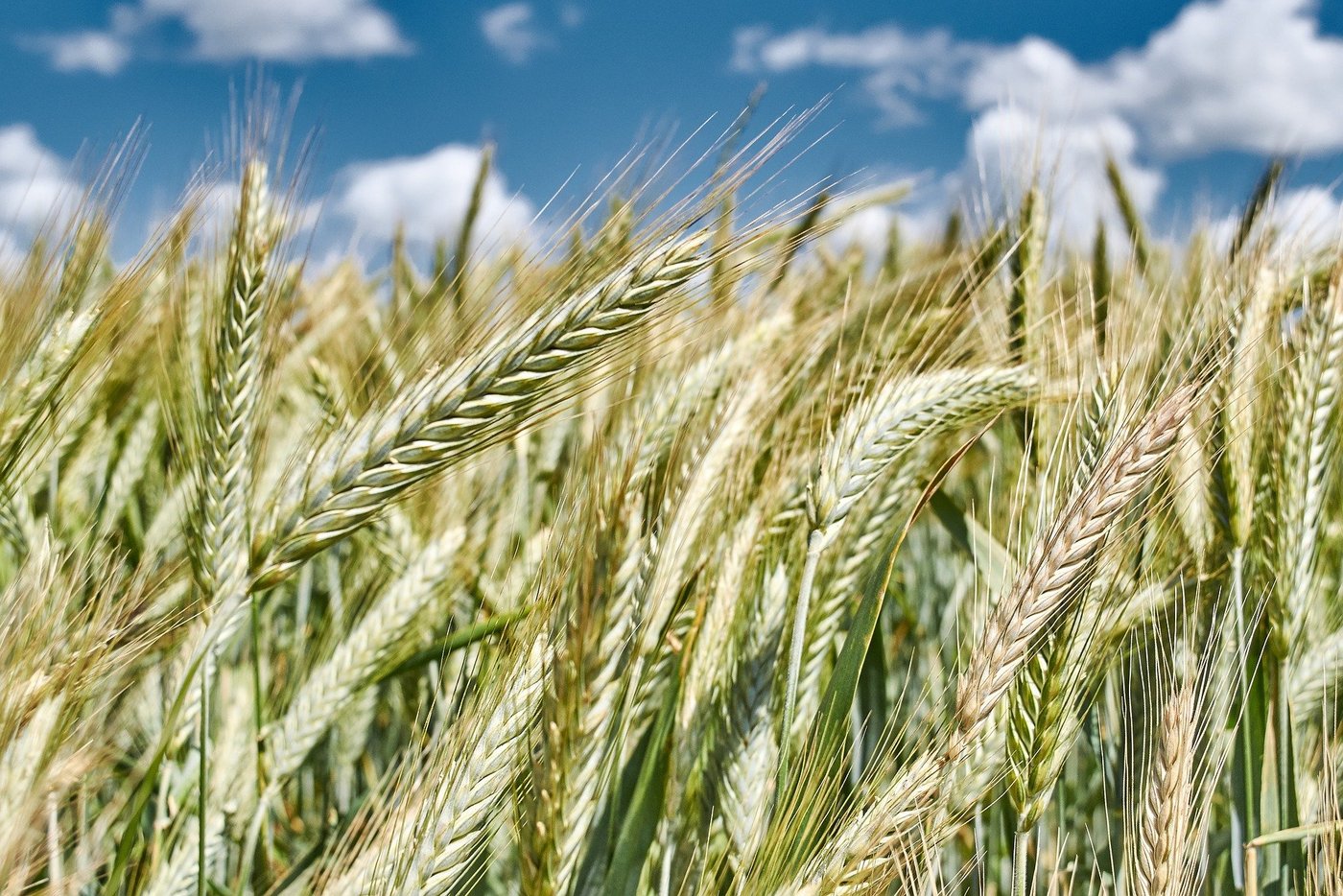 Der Überschuss an Brotgetreide soll nun deklassiert werden. (Bild Giedrius Naudžiūnas/pixabay)