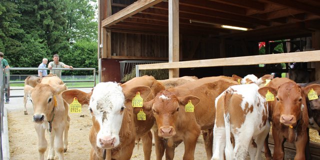 Die Tränker beäugen die Besucher des Beef-Tags neugierig. Bild Trudi Krieg