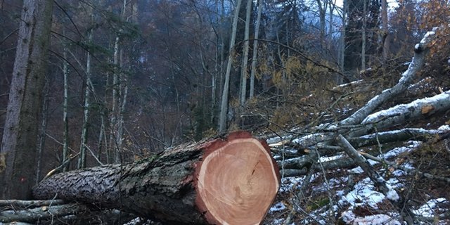 Der Unfall passierte in diesem Waldstück. (Bild Kapo GR)