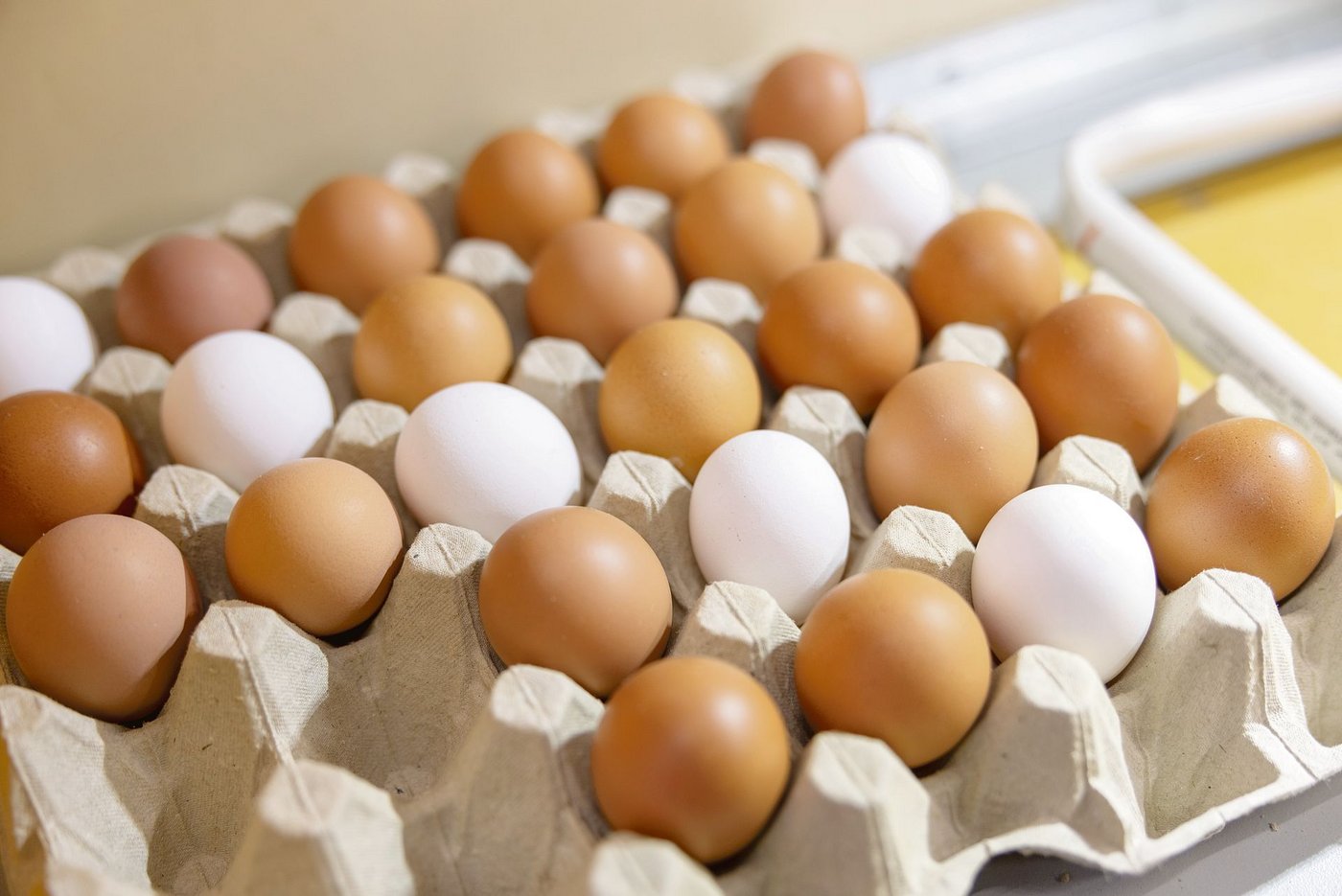 Die Branche verzeichnet einen markant höheren Eierkonsum. In der Branche geht was, aber sie steht bezüglich Futtermittel-Herkunft und Antibiotika-Einsatz auch im Rampenlich.(Bild Gian Vaitl)