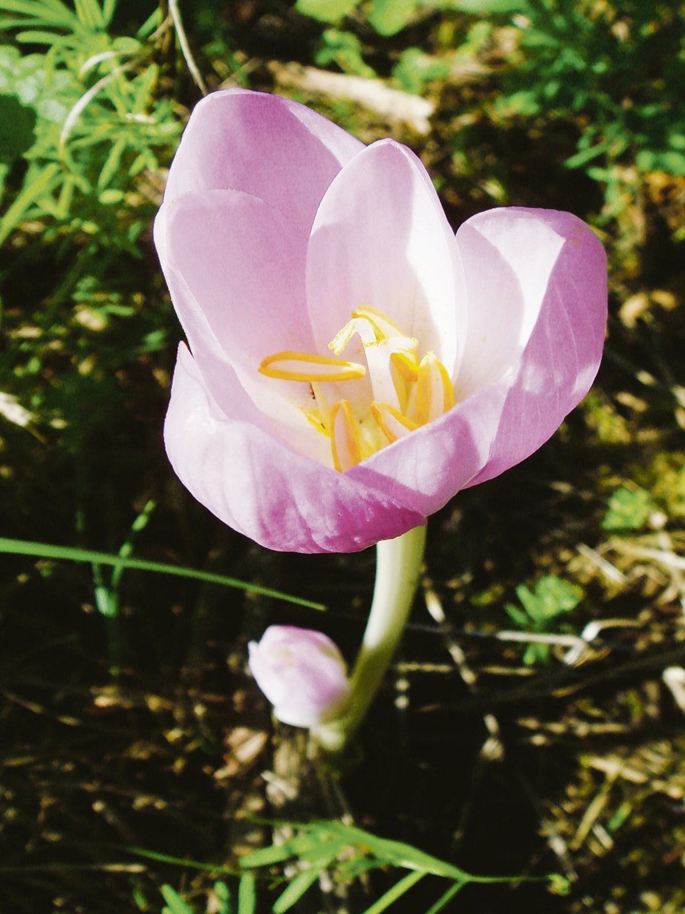 Die Herbstzeitlose fällt nur blühend im Herbst auf.(Bild zVg)