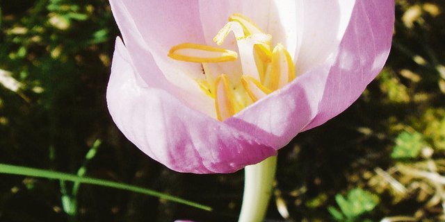 Die Herbstzeitlose fällt nur blühend im Herbst auf.(Bild zVg)