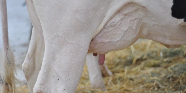 Eine Euterentzündung (Mastitis) ist schmerzhaft für die Kuh. (Bilder Ange Jimenez/landwirtschaft.ch)