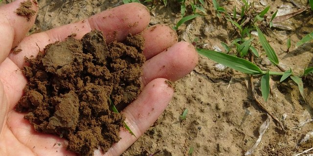 Kaum sichtbar, jedoch ein hoher Nutzen für die Landwirtschaft: Im Boden lebende Mikroorganismen wie Knöllchenbakterien machen Dünger teilweise überflüssig, so hat eine Studie ergeben. (Bild Pixabay)