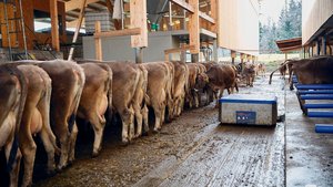 Entmistungsroboter, geneigte Laufflächen und Harnsammelrinne senken beim Betrieb Zimmermann die Ammoniakbelastung. 