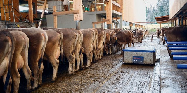 Entmistungsroboter, geneigte Laufflächen und Harnsammelrinne senken beim Betrieb Zimmermann die Ammoniakbelastung. 