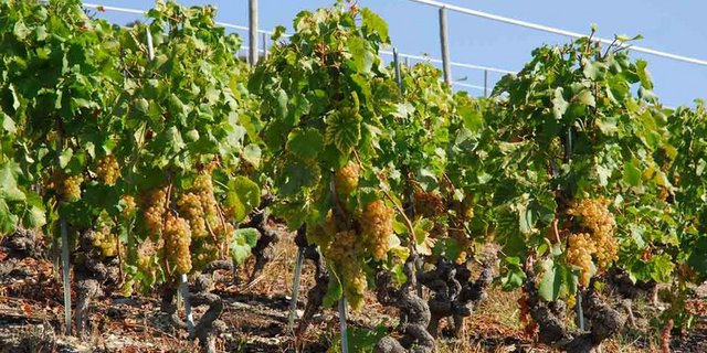 Hohe Durchschnittstemperaturen, genügend Niederschläge und kein Hagel kamen der diesjährigen Berner Weinernte zugute. (Bild René Bühler/landwirtschaft.ch)