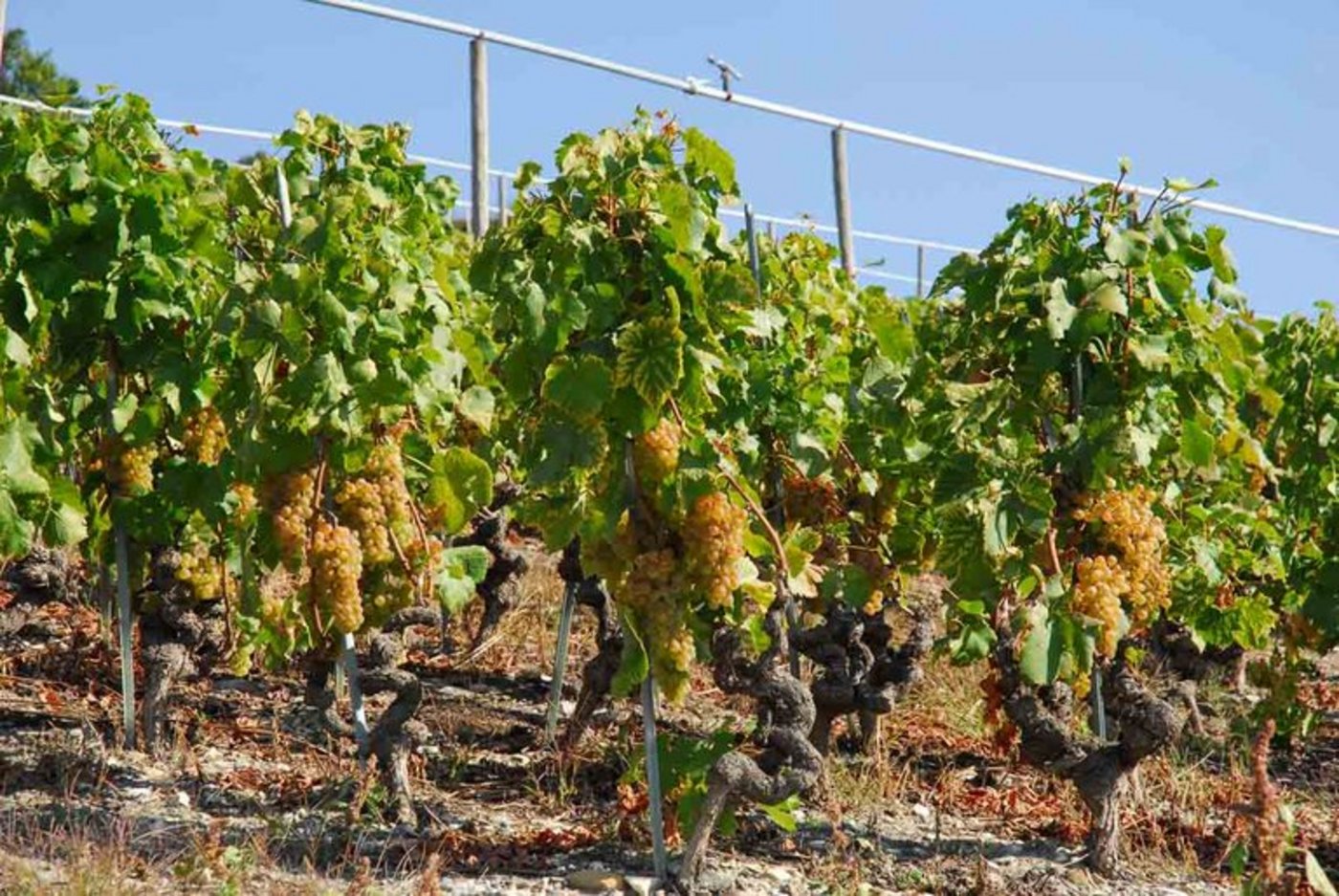 Hohe Durchschnittstemperaturen, genügend Niederschläge und kein Hagel kamen der diesjährigen Berner Weinernte zugute. (Bild René Bühler/landwirtschaft.ch)