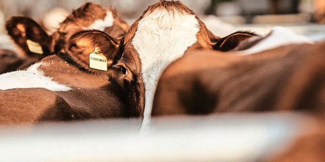 Der Viehhandel wird teils überschattet. Die Krise bei den Schweinen und «realitätsfremde Auflagen und Kontrollen» belasten.