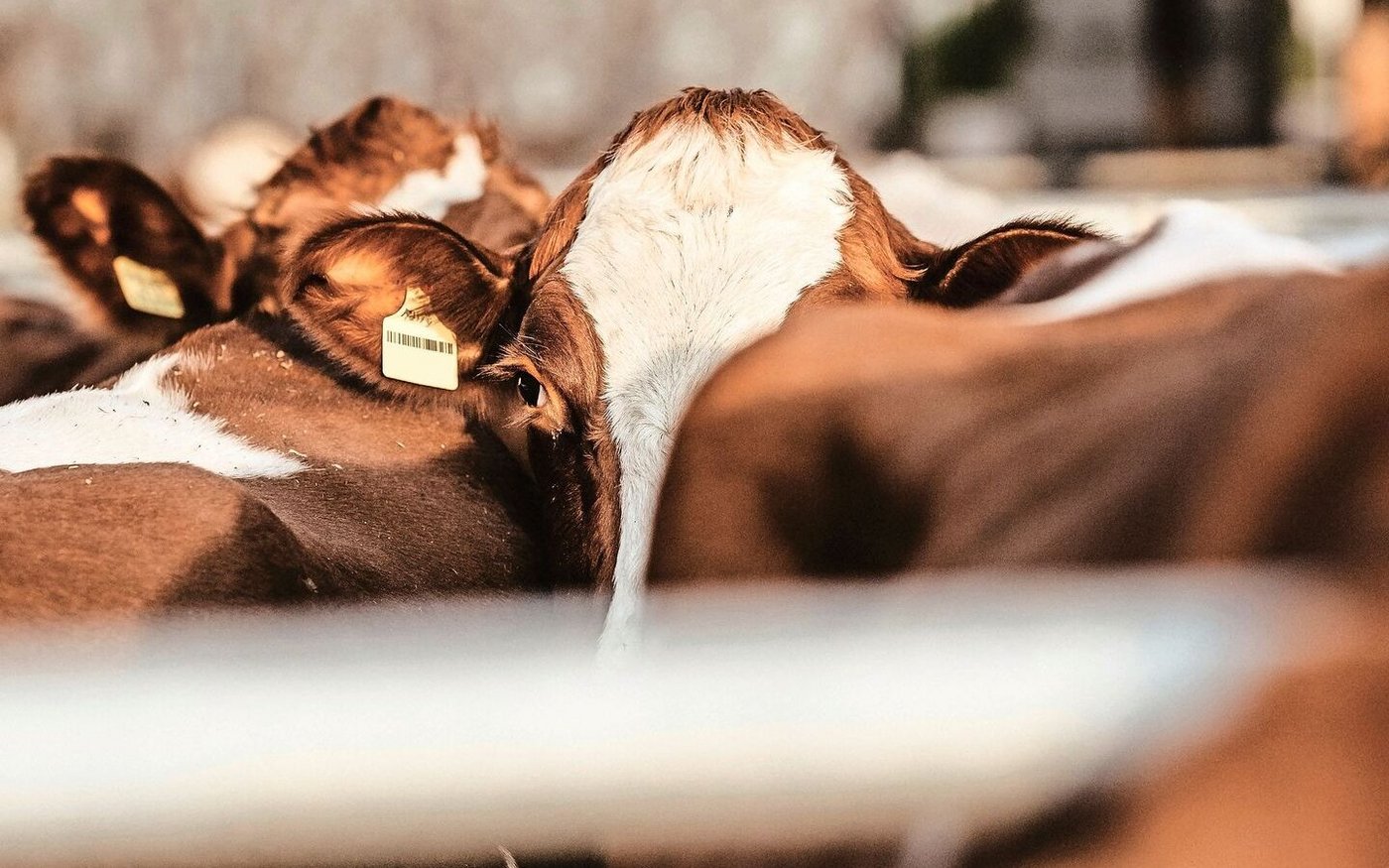 Der Viehhandel wird teils überschattet. Die Krise bei den Schweinen und «realitätsfremde Auflagen und Kontrollen» belasten.