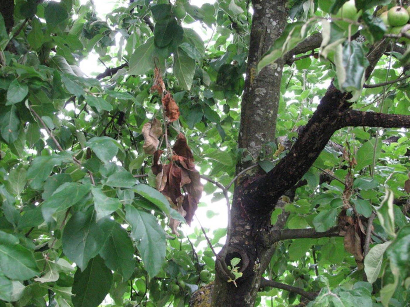 Feuerbrand ist eine ernstzunehmende Pflanzenkrankheit. Sie ist nur deshalb kein Quarantäneorganismus mehr, weil eine Ausrottung in der Schweiz nicht mehr realistisch ist. (Bild Kanton Jura)