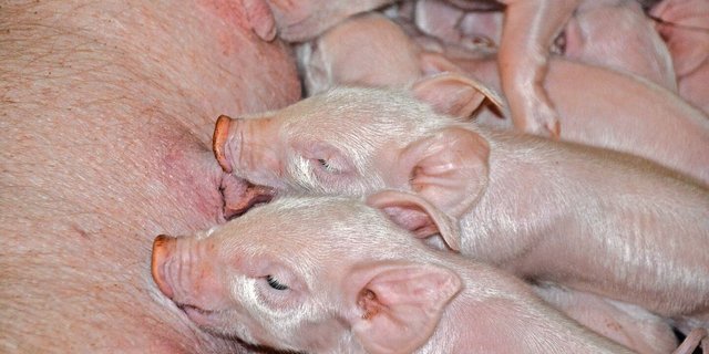 Die Anzahl abgesetzter Ferkel werde sich in Richtung 30 pro Sau und Jahr bewegen, vermutet die Suisag.