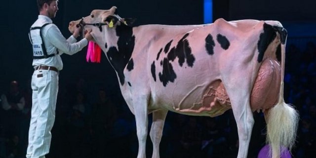  Die Holsteinsiegerin an der Swiss Expo: Sunibelle Dempsey Espirit. (Bild The Bullvine) 