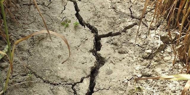 Die Trockenheit macht den Landwirten zu schaffen. (Bild lid/ji)