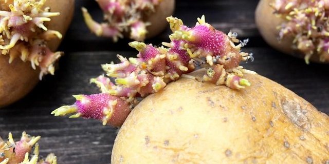 Chlorpropham wird in Lagerhallen eingesetzt, um die Keimung von Veredelungskartoffeln (Pommes Frites und Chips) zu verhindern. (Bild Adobe Stock)