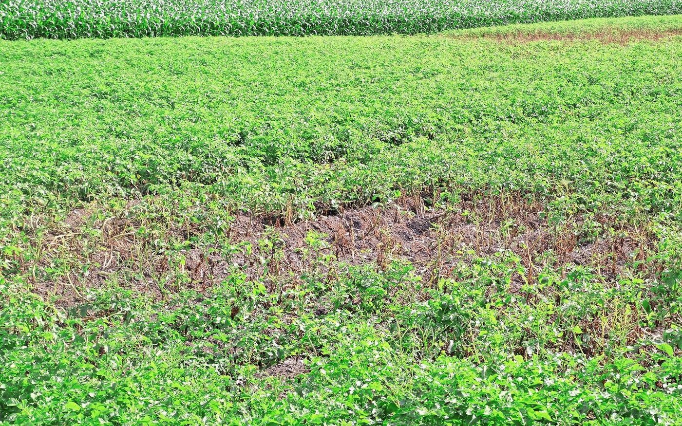 Auch im Versuchsfeld in Oberwil sind Herde mit Kraut- und Knollenfäule zu finden. Aufgrund der nassen Witterung sind die Felder nicht gut befahrbar und es gibt immer weniger Wirkstoffe.