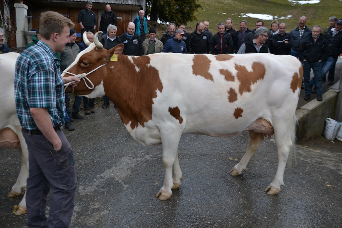 Beim Betriebsbesuch der IG Swiss Fleckvieh bei der Familie Urs und Andrea Perren in St. Stephan BE, wurde auch die Miss BEA 2018 PerrenSenngi Pierolet Suleika präsentiert. (Bilder Peter Fankhauser)