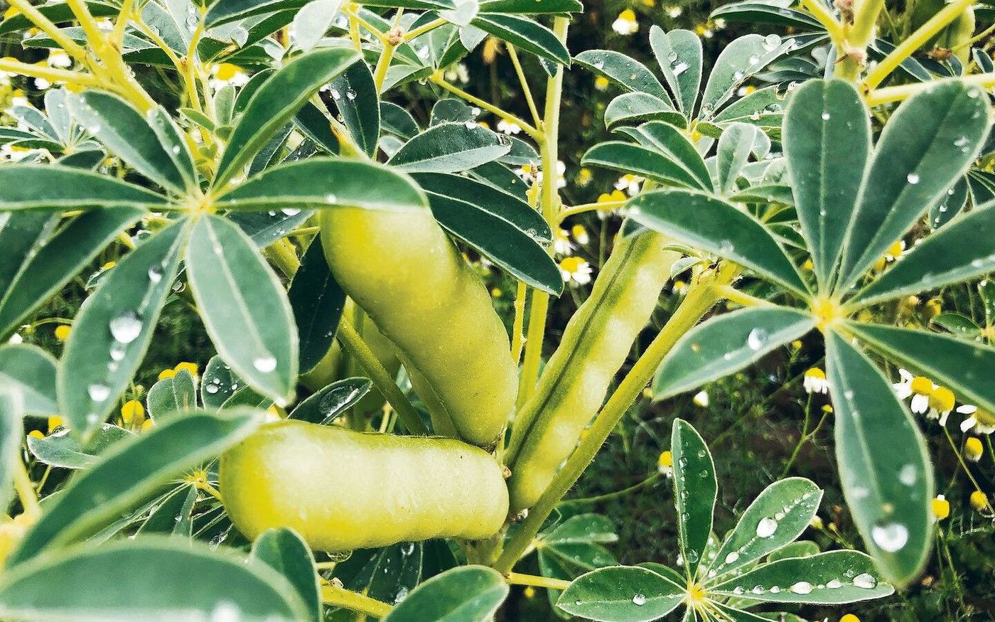 Wo Ackerbau betrieben werden kann, seien pflanzliche Proteine im Vergleich zur Tierhaltung die effizientere Art der Lebensmittelproduktion. 