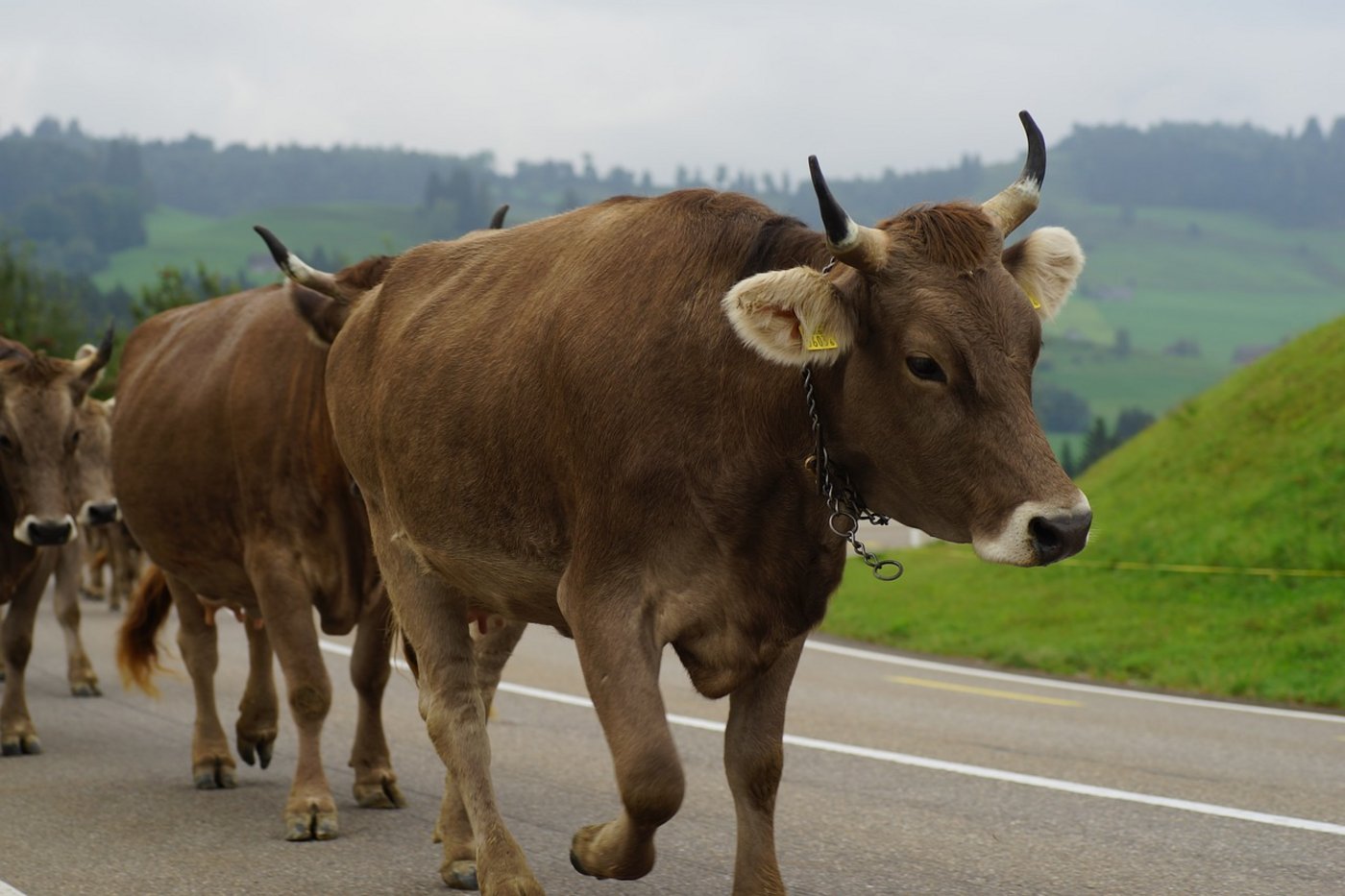 Für behornte Kühe soll es weiterhin kein Geld geben. (Bild Pixabay)