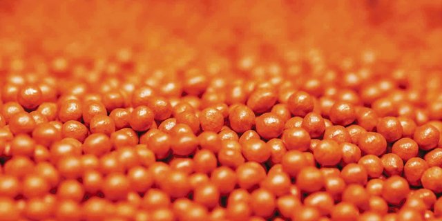 Im konventionellen Anbau (Pillen Orange) wird das Saatgut nach wie vor gebeizt. Seit 2019 nicht mehr mit dem verbotenen und teuren Gaucho, sondern mit dem günstigeren Insektizid Force. (Bild KWS)