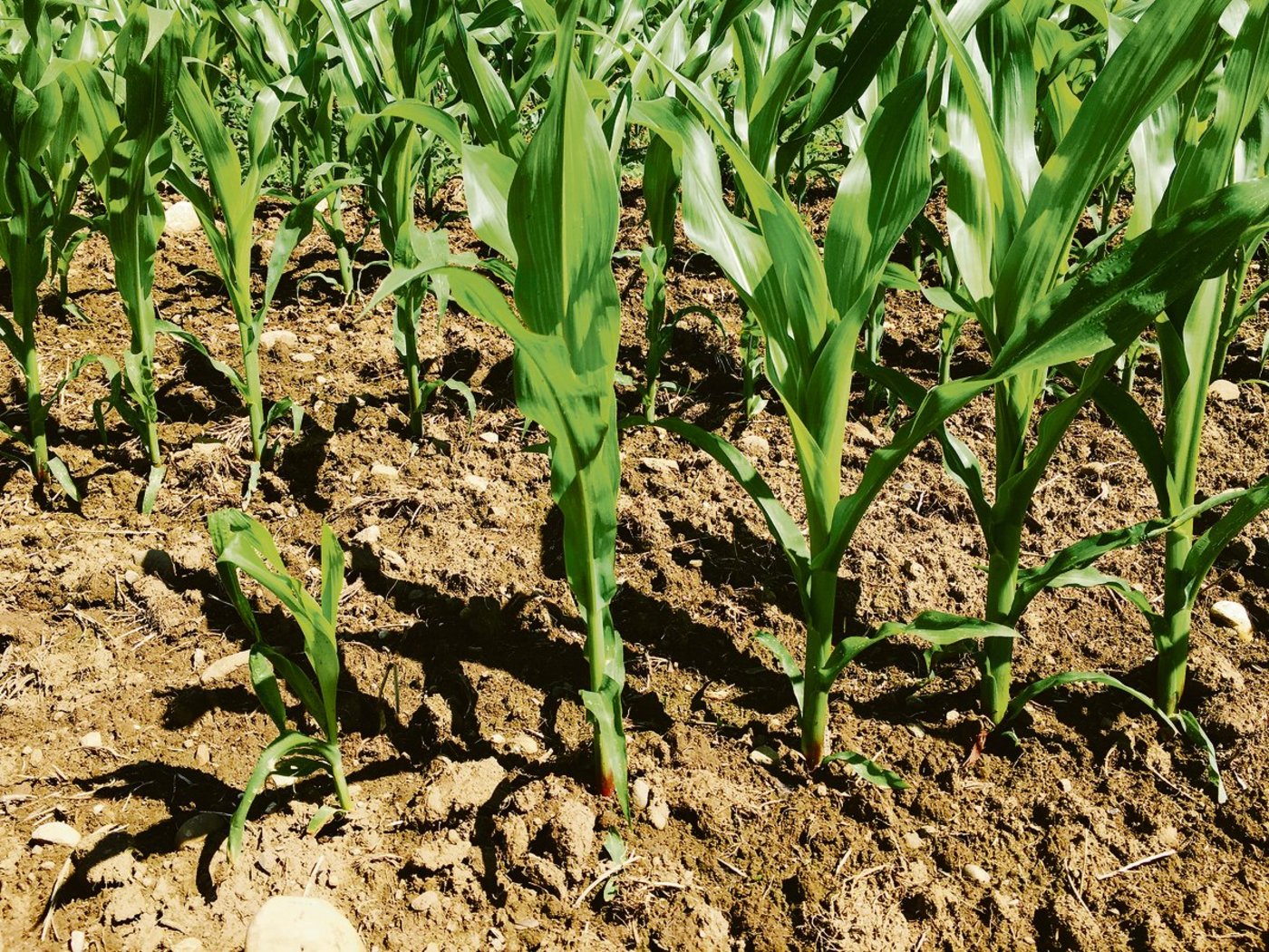 In spät gesäten Maisfeldern ist ein Befall mit Fritfliegenlarven erkennbar. Die geschädigten Maispflanzen bleiben im Wuchs zurück. (Bild Barbara Graf)