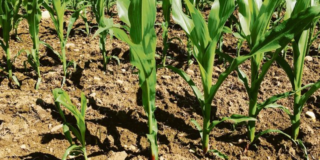 In spät gesäten Maisfeldern ist ein Befall mit Fritfliegenlarven erkennbar. Die geschädigten Maispflanzen bleiben im Wuchs zurück. (Bild Barbara Graf)