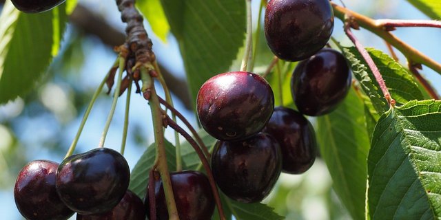 Die Kirschessigfliege legt ihre Eier in reife Früchte. Zu deren Schutz nutzt man heute entweder Kaolin (ein Gesteinsmehl) oder feinmaschige Netze. (Bild Pixabay)