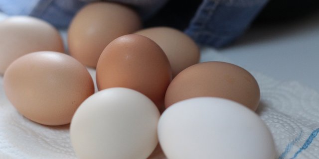 Das Bundesamt für Landwirtschaft stellt neue Publikationen zur Schweizer Eierproduktion zur Verfügung. (Bild pd)