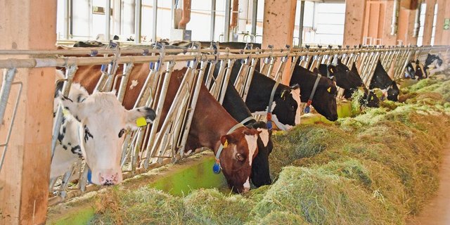 Auch eine bedarfsgerechte Fütterung der Tiere sorgt für tiefe Tierarzt- und Besamungskosten.