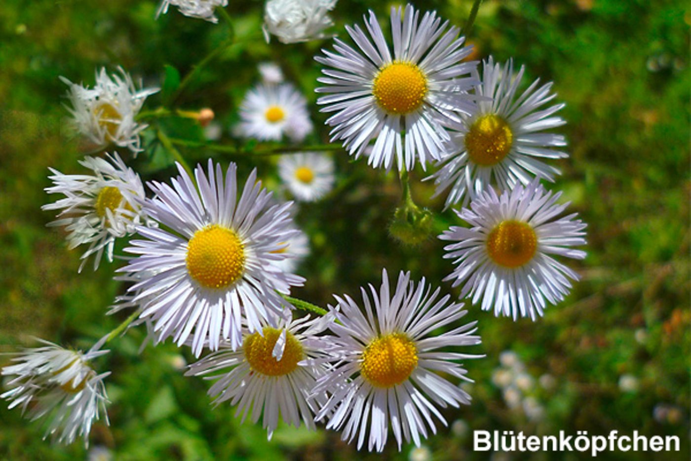 Neophyten wie das Einjährige Berufskraut sollen stärker bekämpft werden. (Bild neophyt.ch)