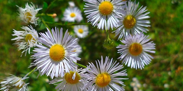 Neophyten wie das Einjährige Berufskraut sollen stärker bekämpft werden. (Bild neophyt.ch)