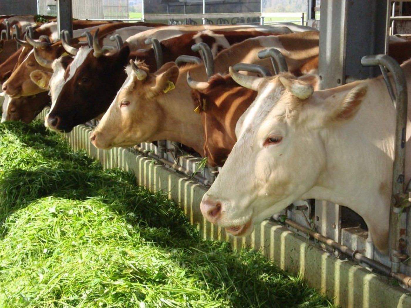 Greenpeace glaubt, dass mittels Steuern die Zukunft von tier- und umweltfreundlichen Betrieben gesichert werden kann. (Bild BauZ)