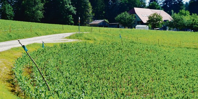 Den Mais mit Draht, Strom usw. sichern, sonst reisst der Hirsch die jungen Maispflanzen aus.(Bild pf)