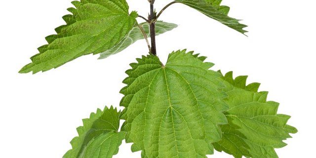 Brennnessel – Grosse Brennessel Urtica dioica L. – Die Blätter der Brennnessel bewirken bei innerer Anwendung einen leicht harntreibenden Effekt. Man kann damit zum Beispiel eine Kräutermischung gegen Nachgeburtsverhalten herstellen.