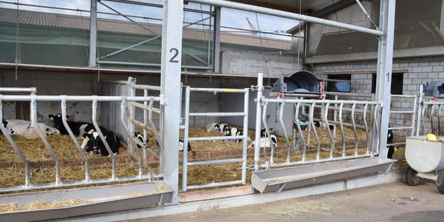 Die klimatischen Verhältnisse im Strickhof-Kälberstall sind ähnlich wie im abgebildeten. Er befindet sich in einem grossvolumigen Gebäude. (Bild: Jasmine Baumann)