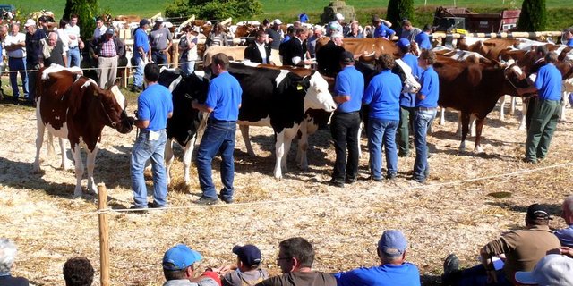 Die Viehschausaison steht vor der Stalltür. (Bild Peter Fankhauser)