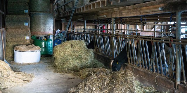 Eine gute Futterqualität ist Voraussetzung für Tierwohl und -leistung. Eine Optimierung der Trocknung kann viel dazu beitragen. (Bild Hansjürg Jäger)