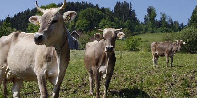 Bei der Tierhaltung redet die Gesellschaft mit. (Bild ji) 