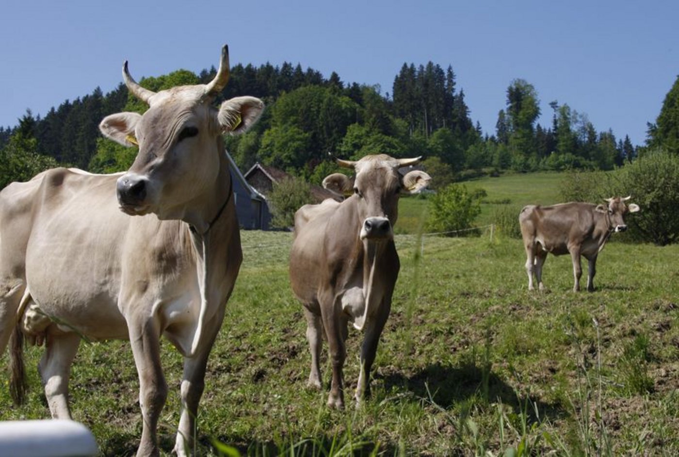 Bei der Tierhaltung redet die Gesellschaft mit. (Bild ji) 