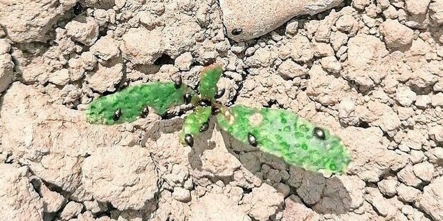 In trocken gebliebenen Gebieten wurden z. T. massive Erdflohbefälle festgestellt. Nach dem Regen ist eine genaue Kontrolle gefragt. 