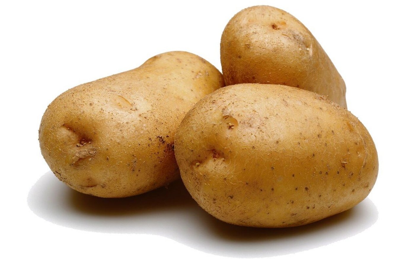 Saatkartoffeln stellen hohe Herausforderungen an die Produzent(innen).