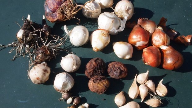 Zwiebelpflanzen bereichern in ihrer Vielfalt den Blütenreichtum durch die Saison. Damit das so ist, muss ihr Pflanzzeitpunkt aber geplant werden. (Bild rb)