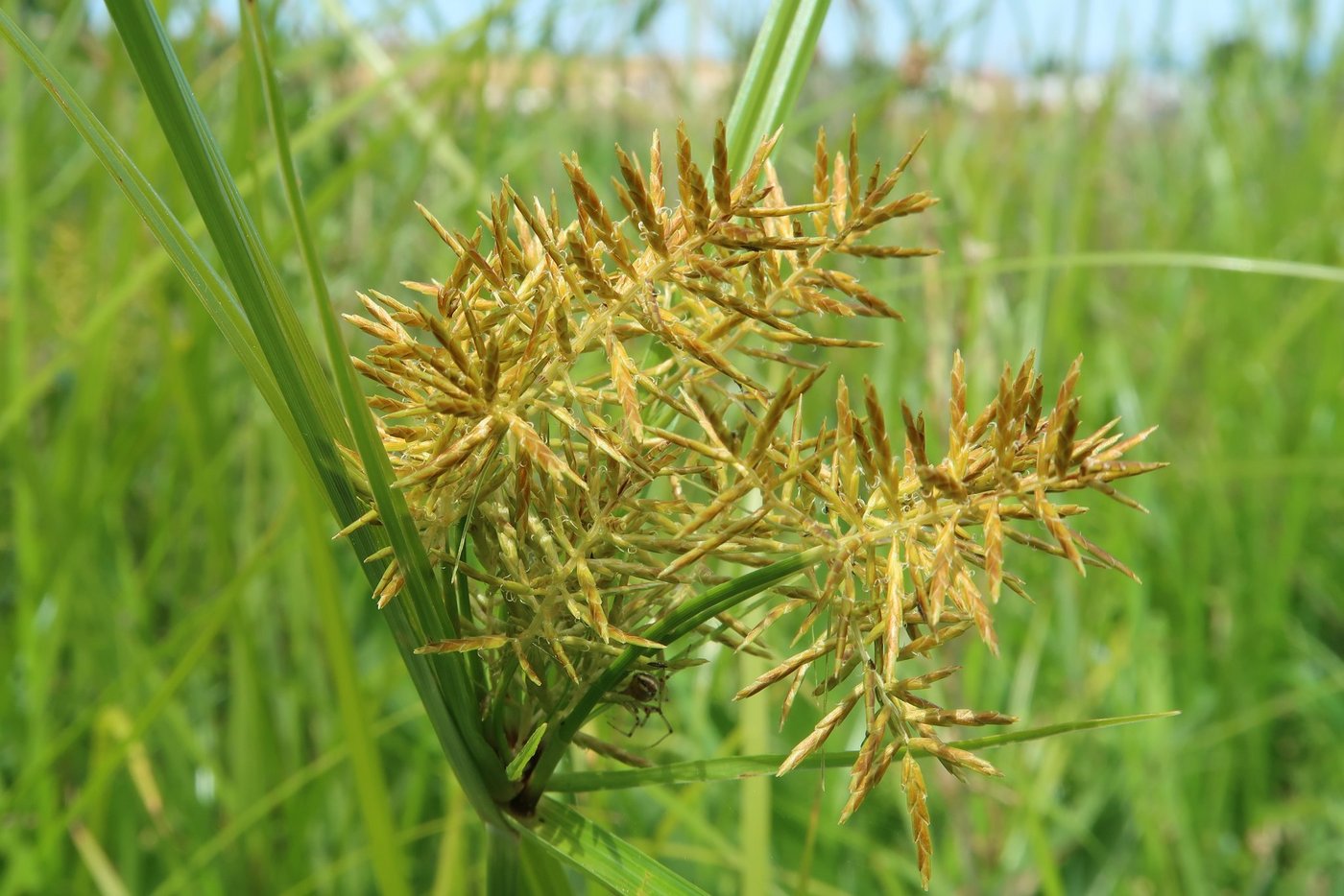 Erdmandelgras sollte vor einer Verschleppung durch Erntemaschinen bekämpft werden. (Bild zVg)